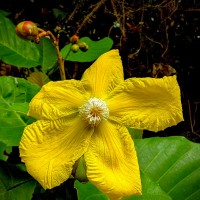 Dillenia suffruticosa (Griff.) Martelli